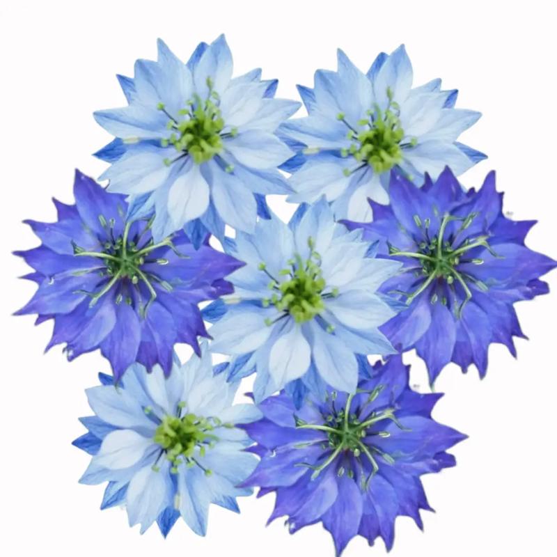 Czarnuszka w ciąży