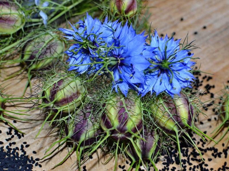 Korzyści i zagrożenia czarnuszki dla matki